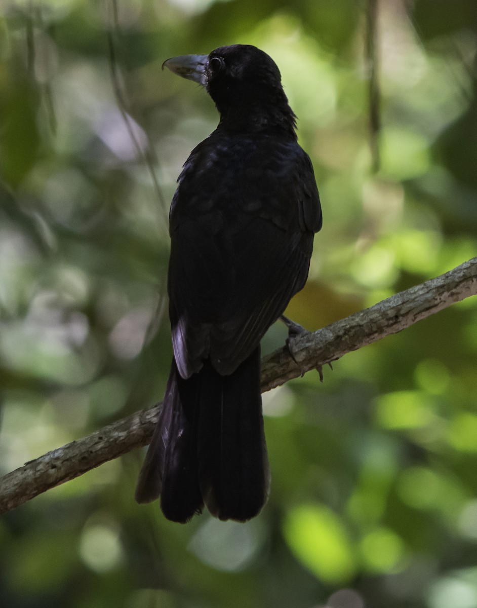 Black Butcherbird - ML617381871