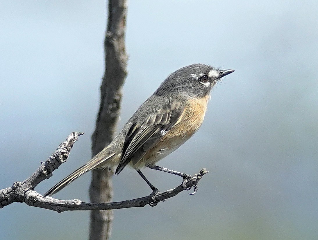 Gray-backed Tachuri - Joey Kellner