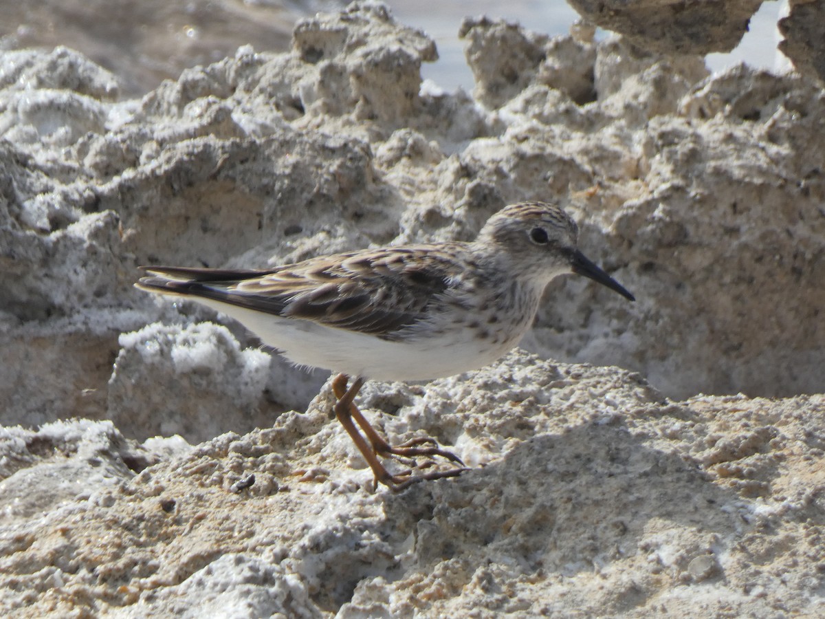 pygmésnipe - ML617381912