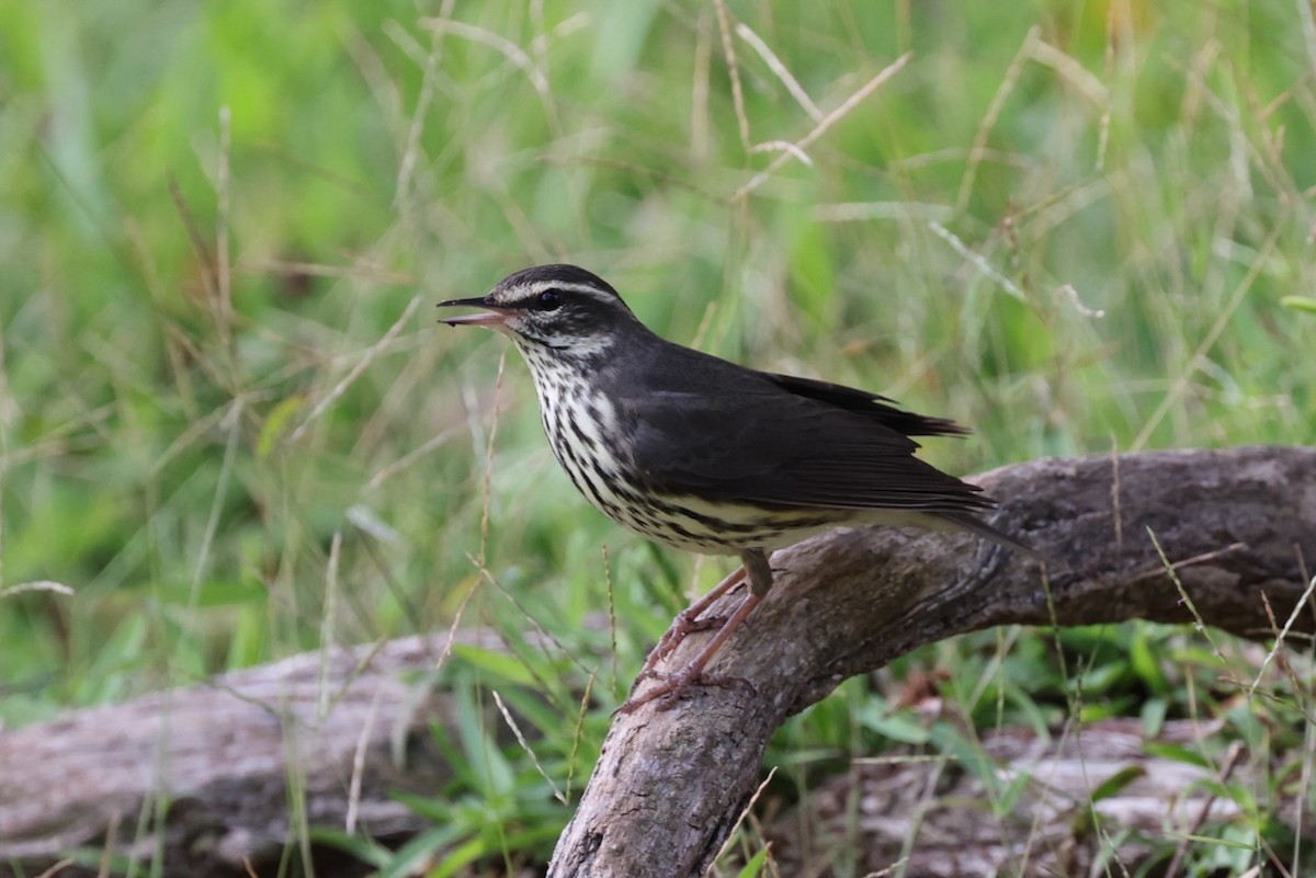 Northern Waterthrush - ML617381917