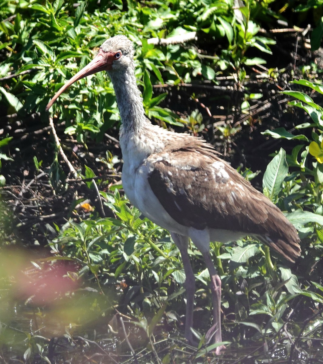 White Ibis - ML617381943