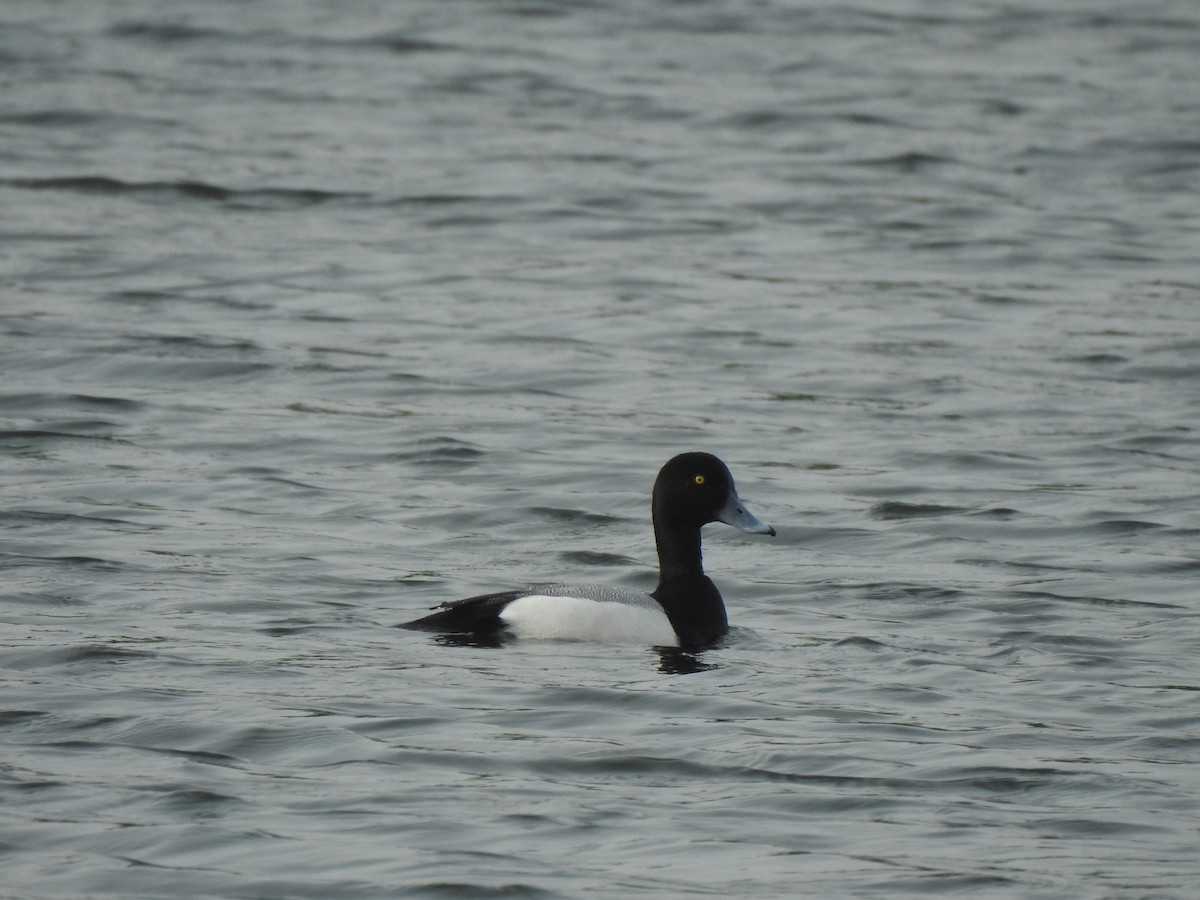 Greater Scaup - ML617381986