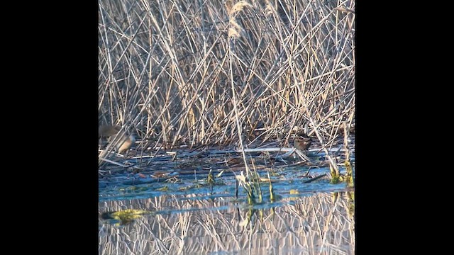 Little Crake - ML617382008