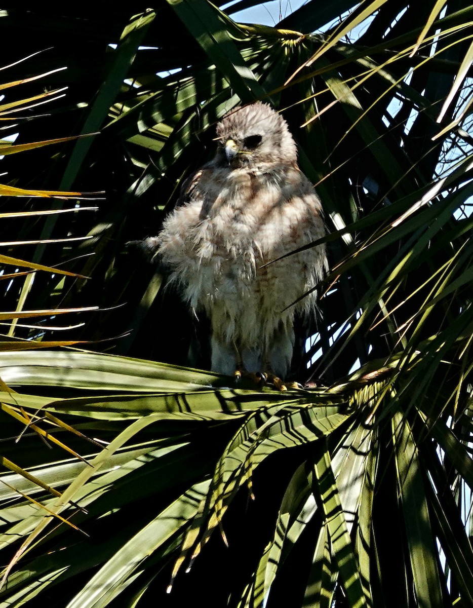 Red-shouldered Hawk - ML617382016