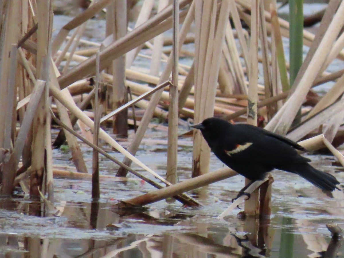 Red-winged Blackbird - ML617382026