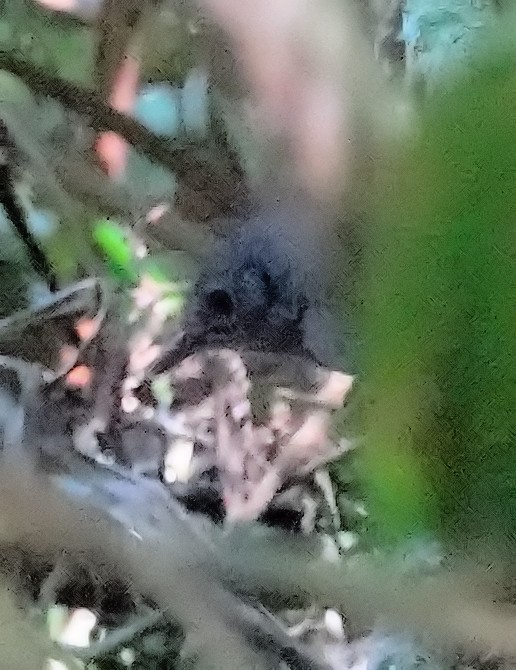 diamantinatapakulo - ML617382039