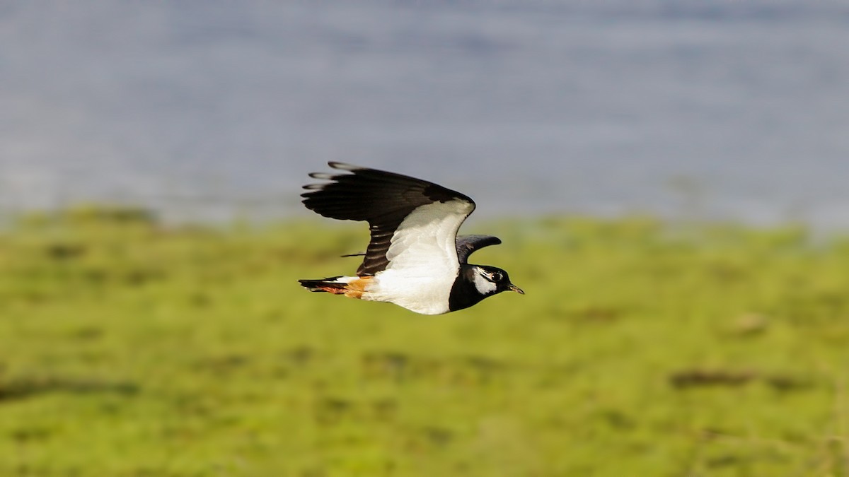 Northern Lapwing - ML617382064