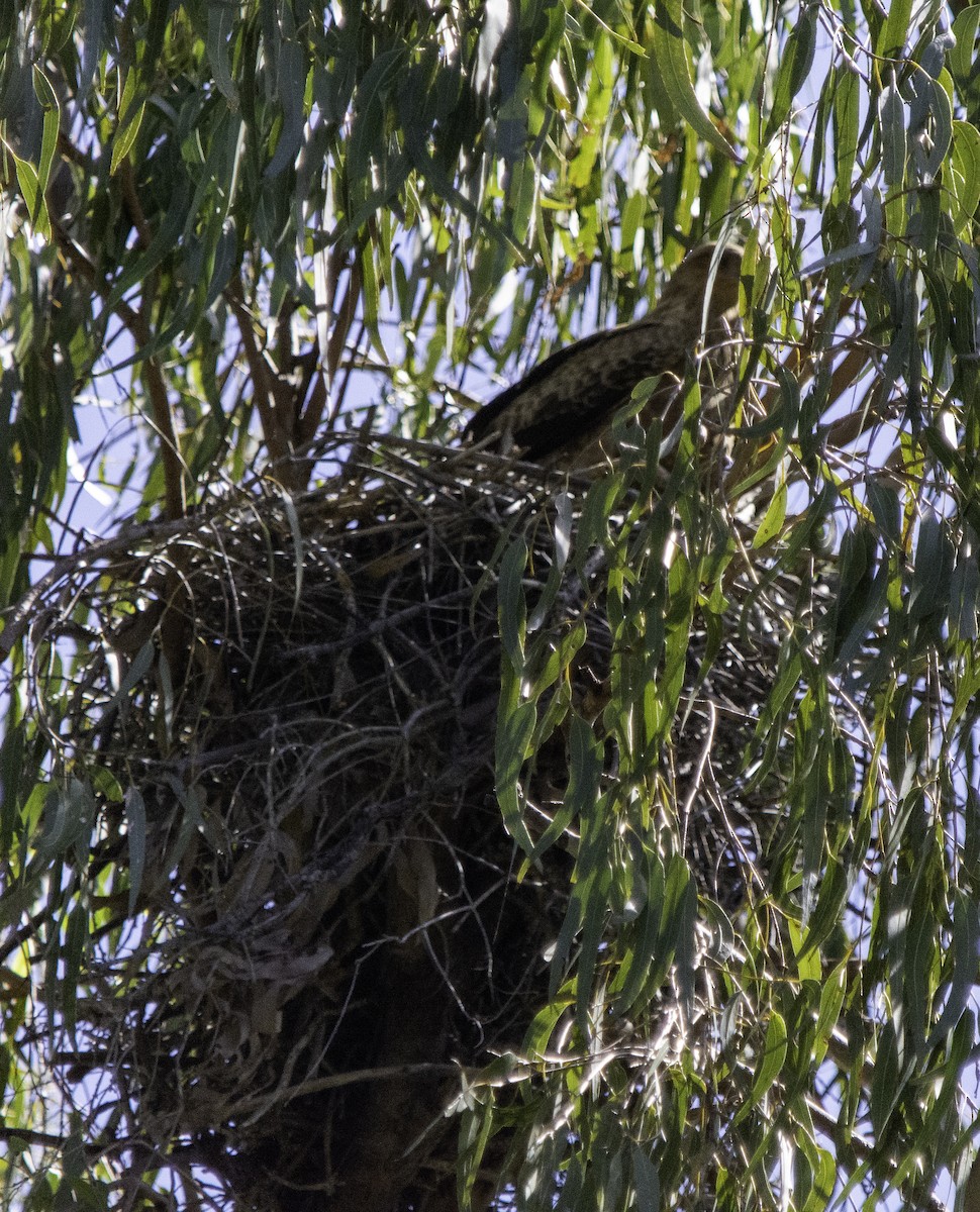 Whistling Kite - ML617382128