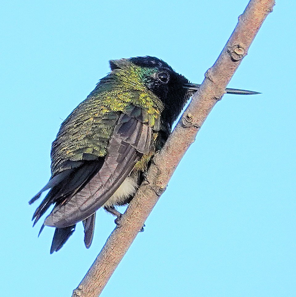 kolibřík krajkový - ML617382176