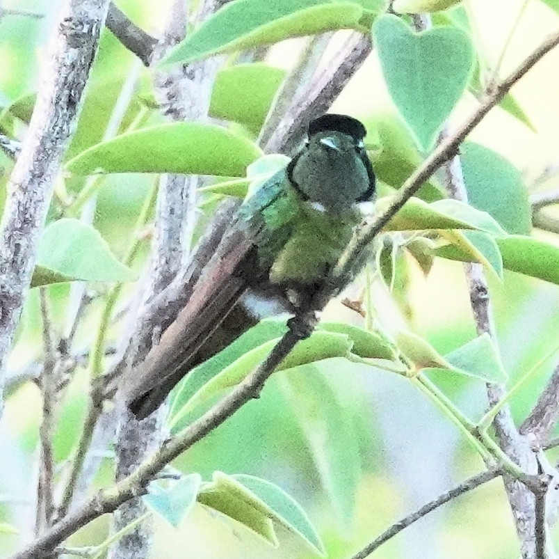 kolibřík krajkový - ML617382179