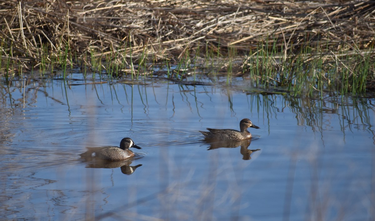 Blue-winged Teal - ML617382289