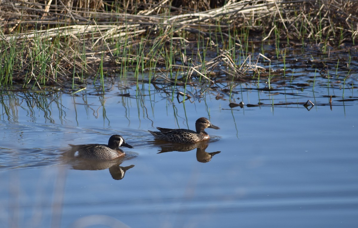 Blue-winged Teal - ML617382296