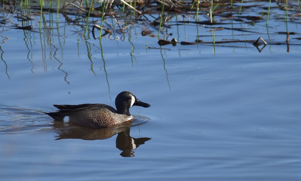 Blue-winged Teal - ML617382312