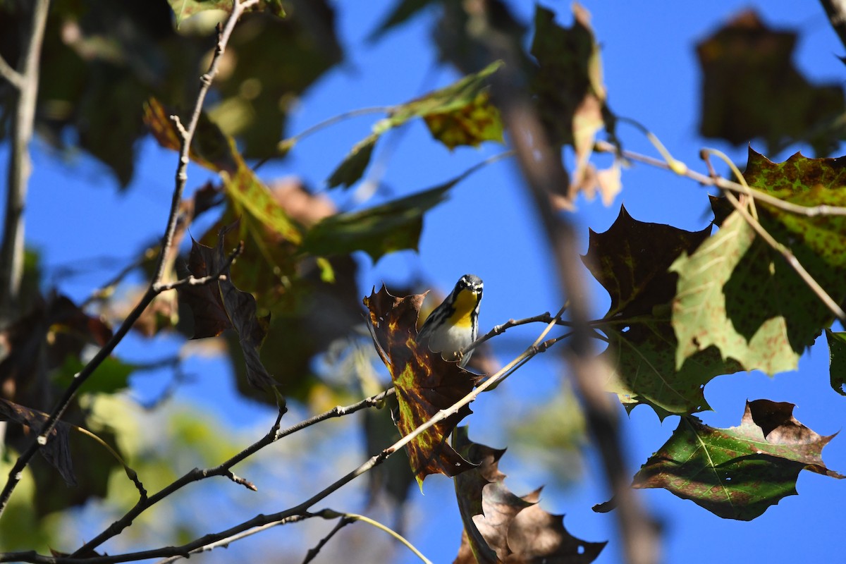 Yellow-throated Warbler - ML617382376