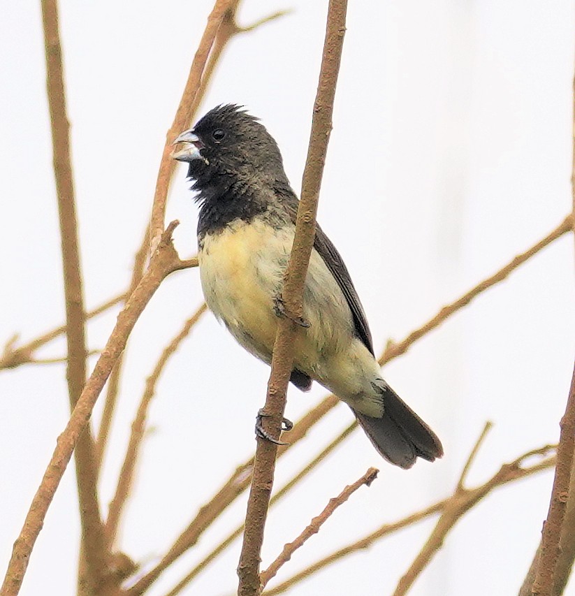 Yellow-bellied Seedeater - Joey Kellner