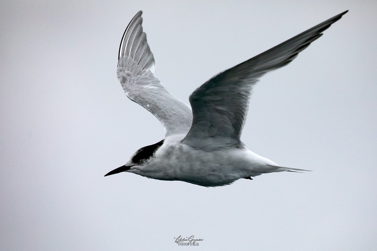 Antarctic Tern - ML617382440