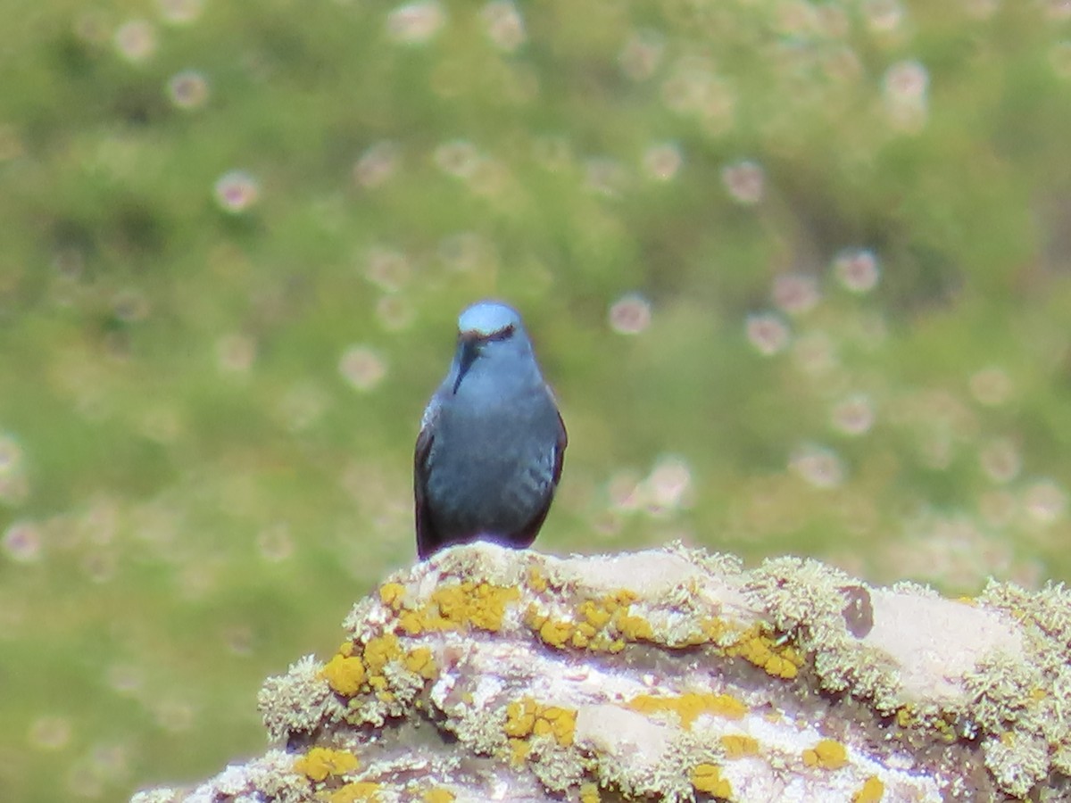 Blue Rock-Thrush - ML617382464