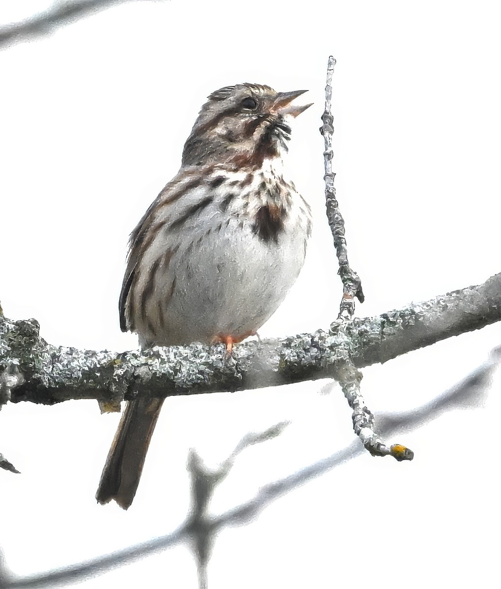 Song Sparrow - ML617382522