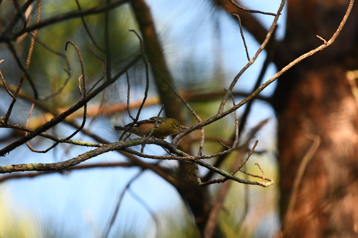 Bay-breasted Warbler - Alise Baer