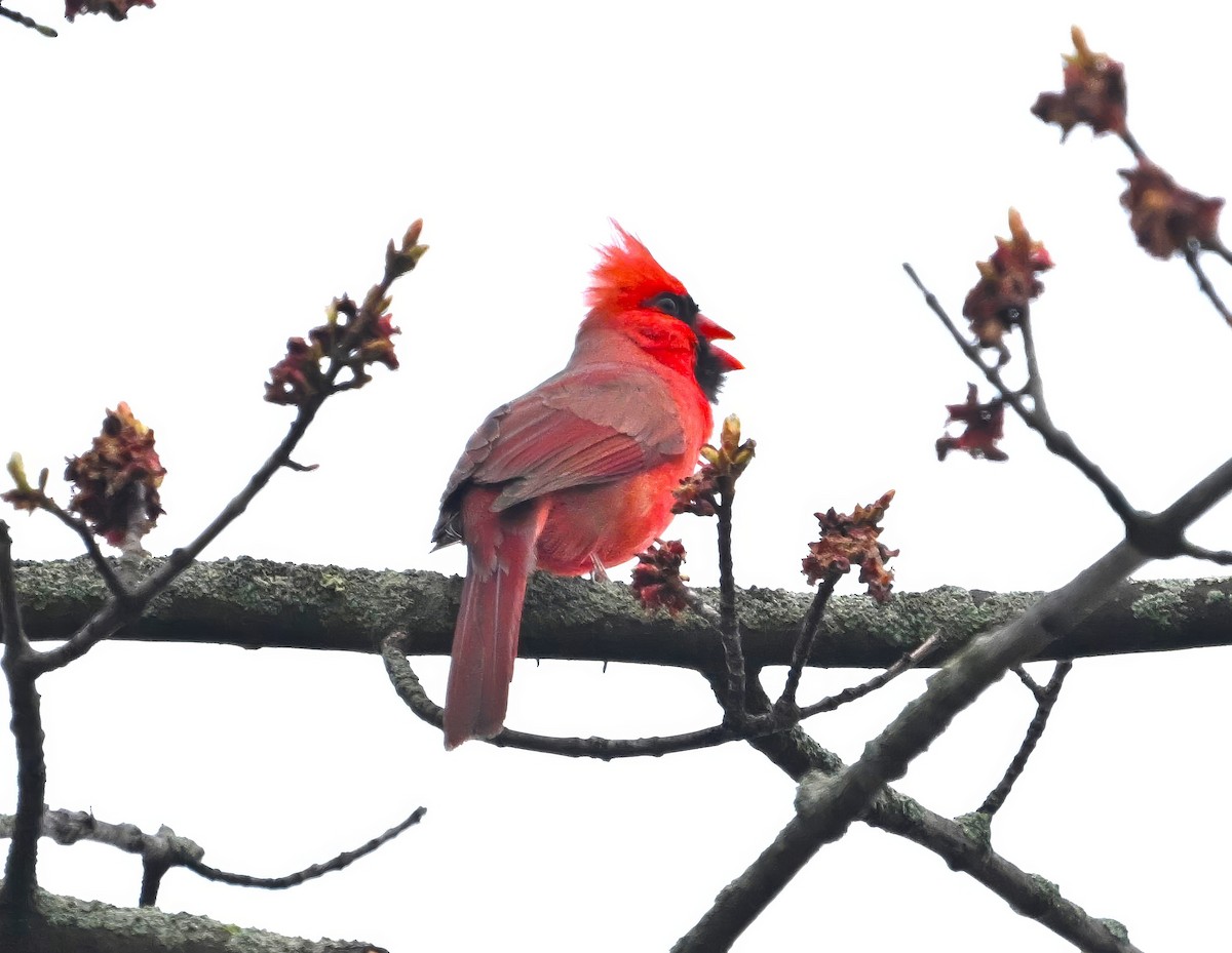 Cardinal rouge - ML617382574
