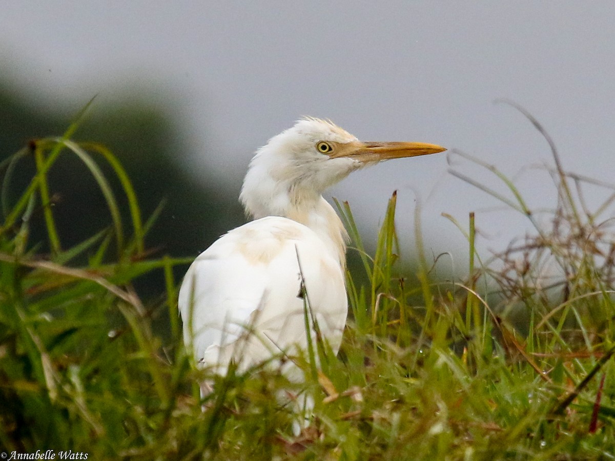 Eastern Cattle Egret - Justin Watts