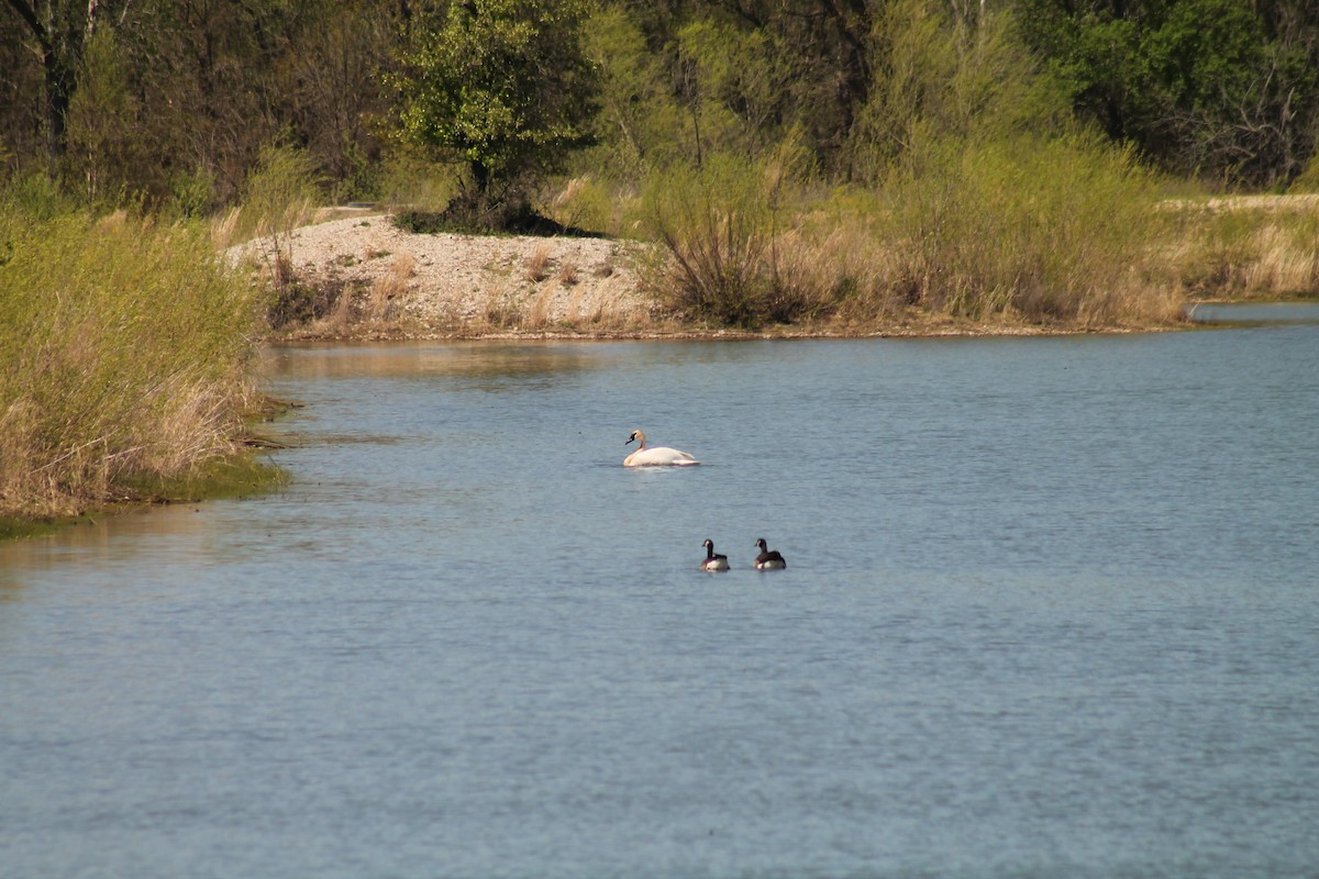 Trumpeter Swan - ML617382585