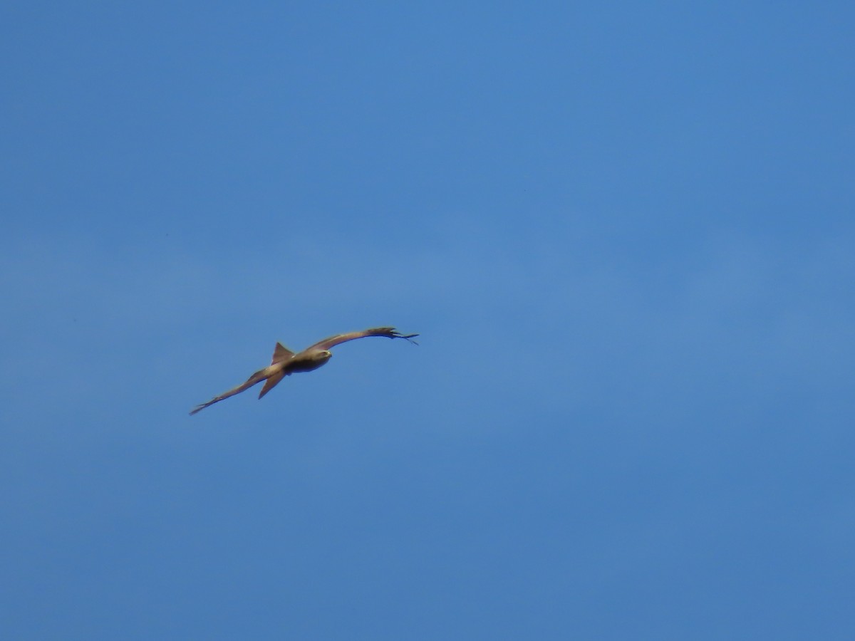 Red Kite - ML617382675