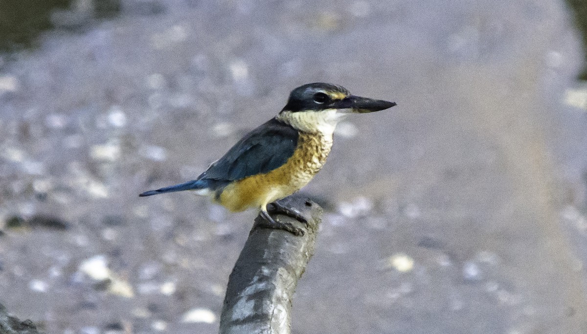 Sacred Kingfisher - ML617382723