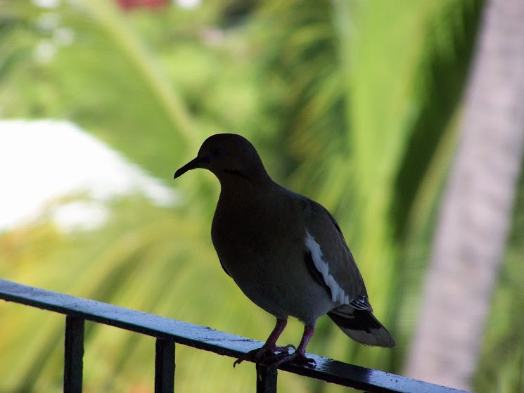 White-winged Dove - ML617382743