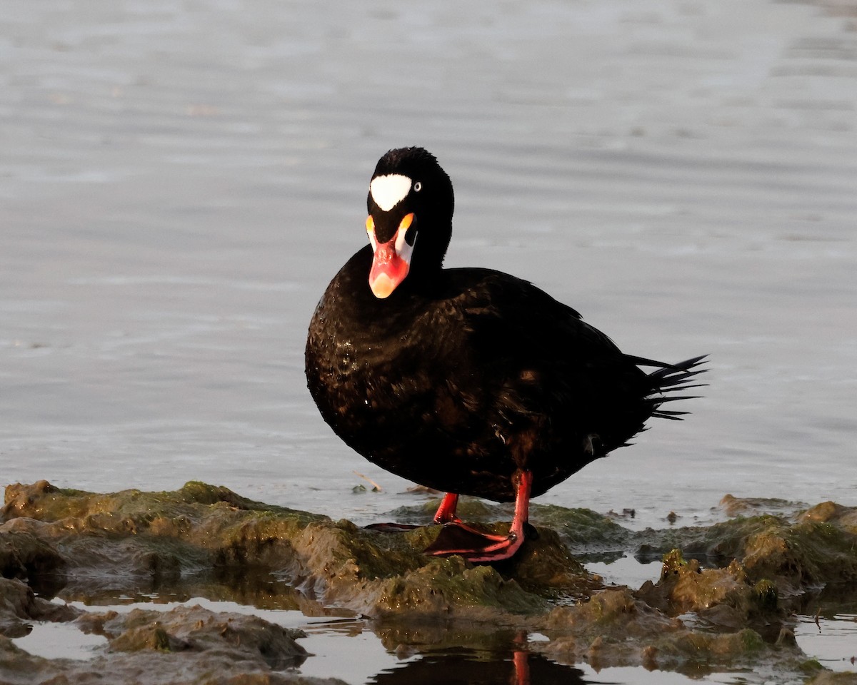 Surf Scoter - ML617382744