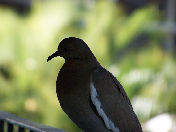 White-winged Dove - ML617382745