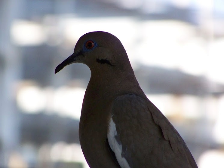 White-winged Dove - ML617382746