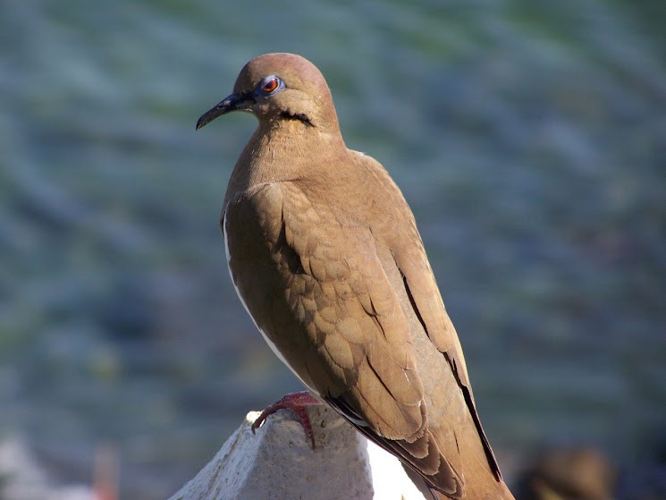 White-winged Dove - ML617382747