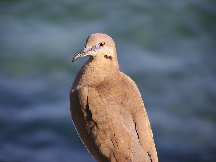 White-winged Dove - ML617382748