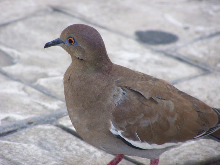 White-winged Dove - ML617382749