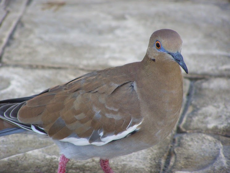 White-winged Dove - ML617382751