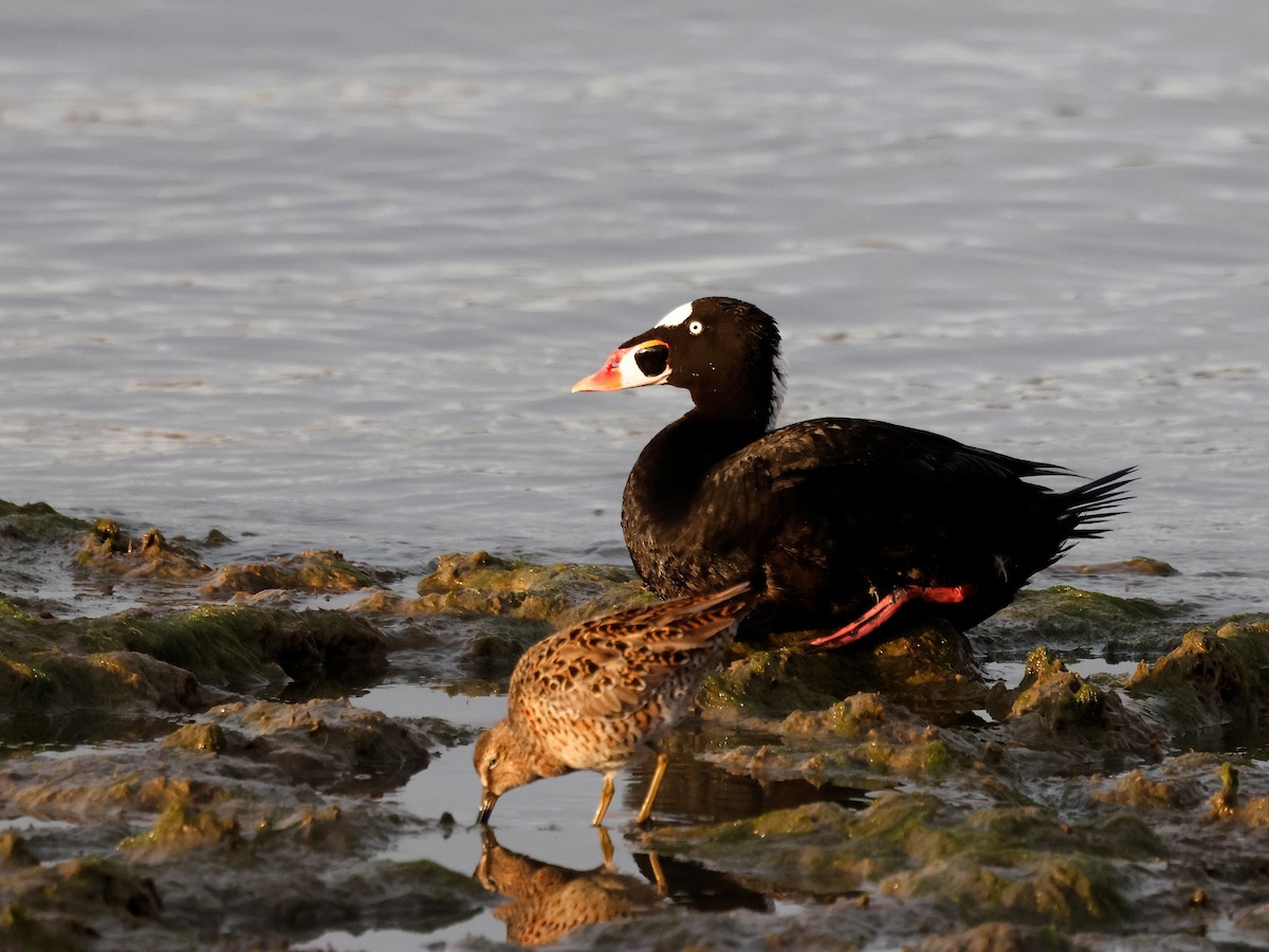 Surf Scoter - ML617382753