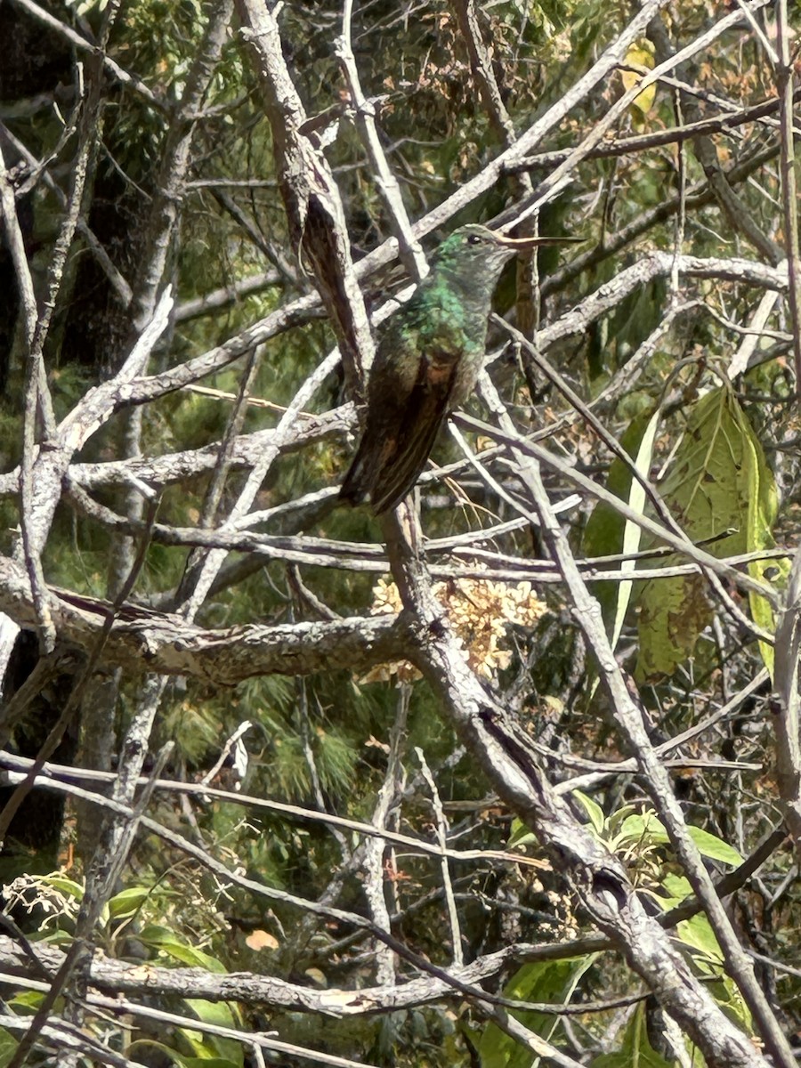 kolibřík mexický - ML617382760