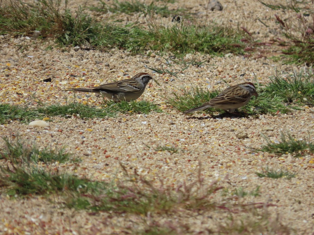 Chipping Sparrow - ML617382798