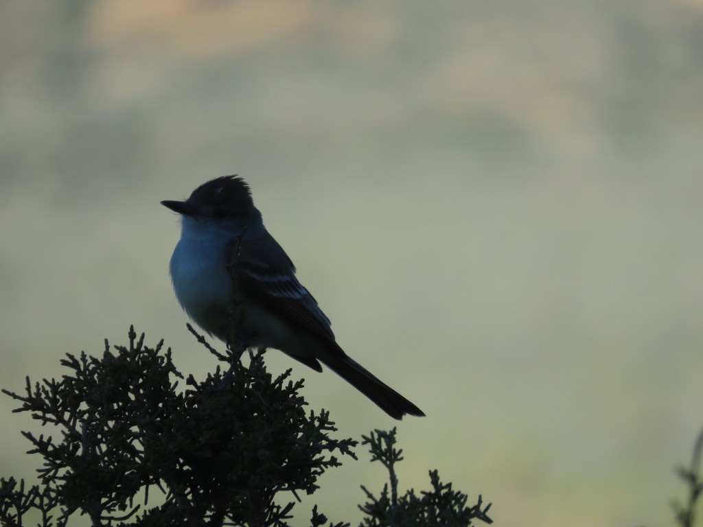 Ash-throated Flycatcher - ML617382810