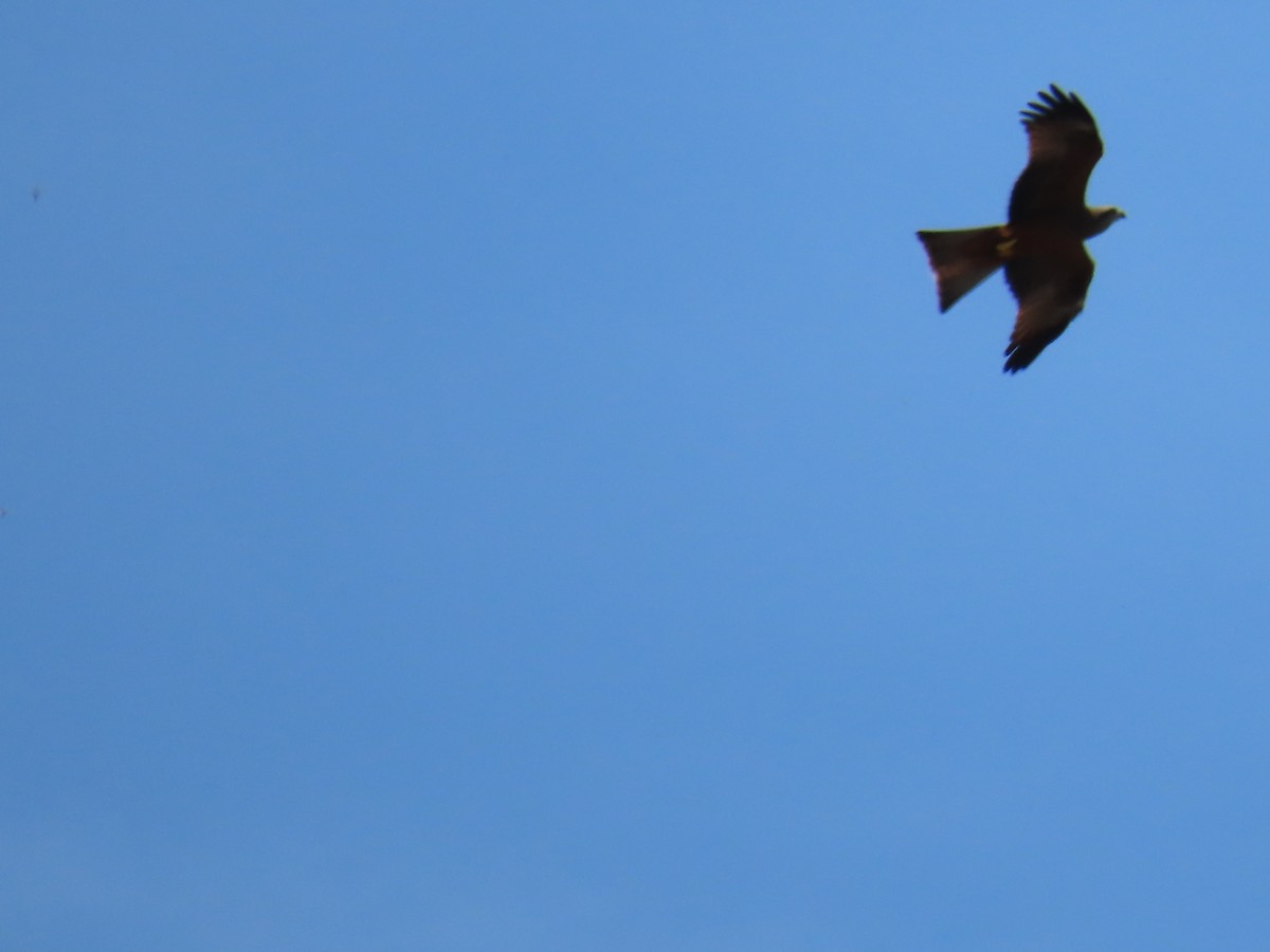 Red Kite - ML617382823