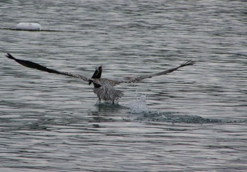 Brown Pelican - ML617382825