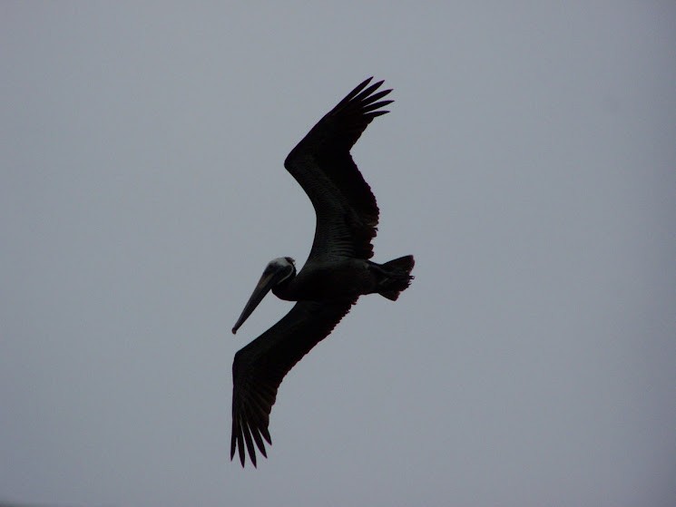 Brown Pelican - ML617382826