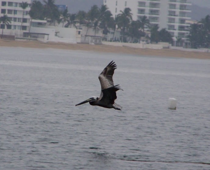 Brown Pelican - ML617382827