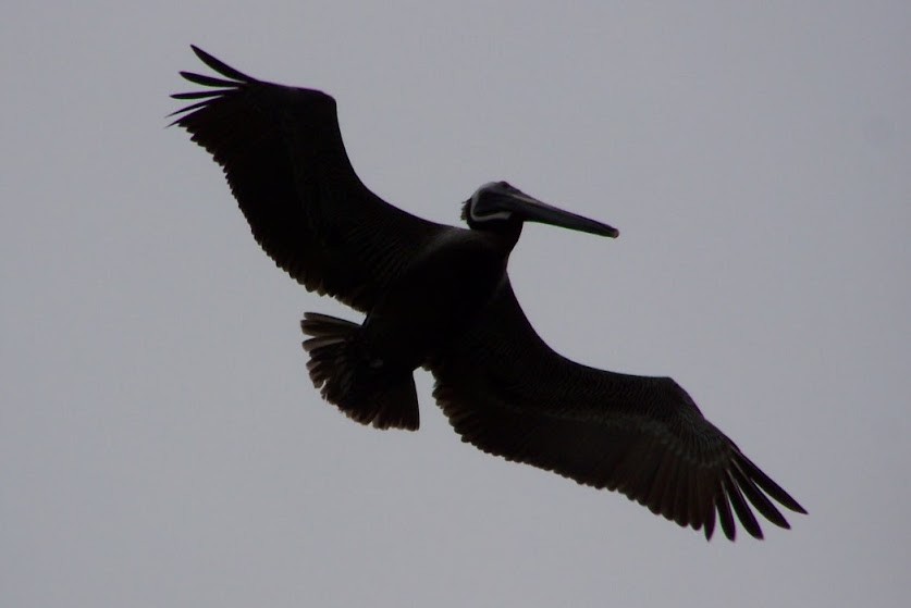 Brown Pelican - Juan Pedro Medina