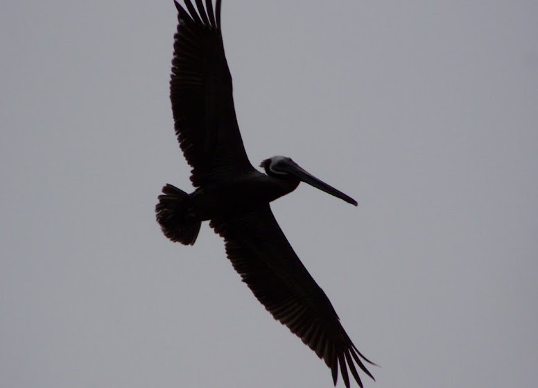 Brown Pelican - Juan Pedro Medina