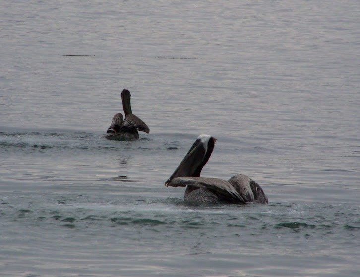 Brown Pelican - Juan Pedro Medina