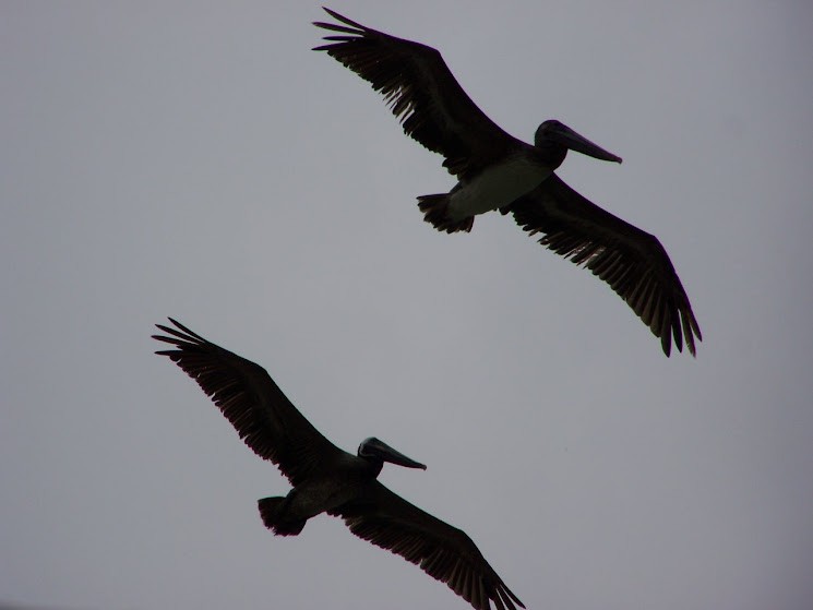 Brown Pelican - Juan Pedro Medina