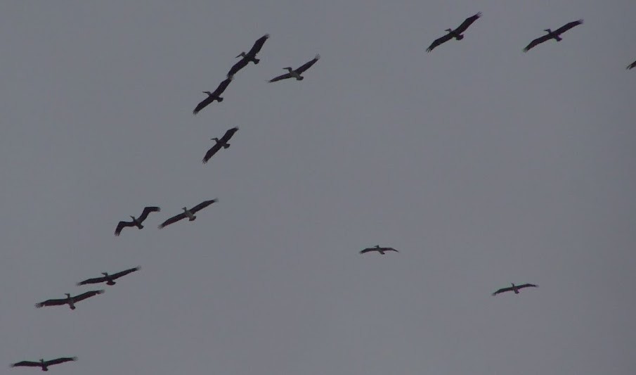 Brown Pelican - Juan Pedro Medina