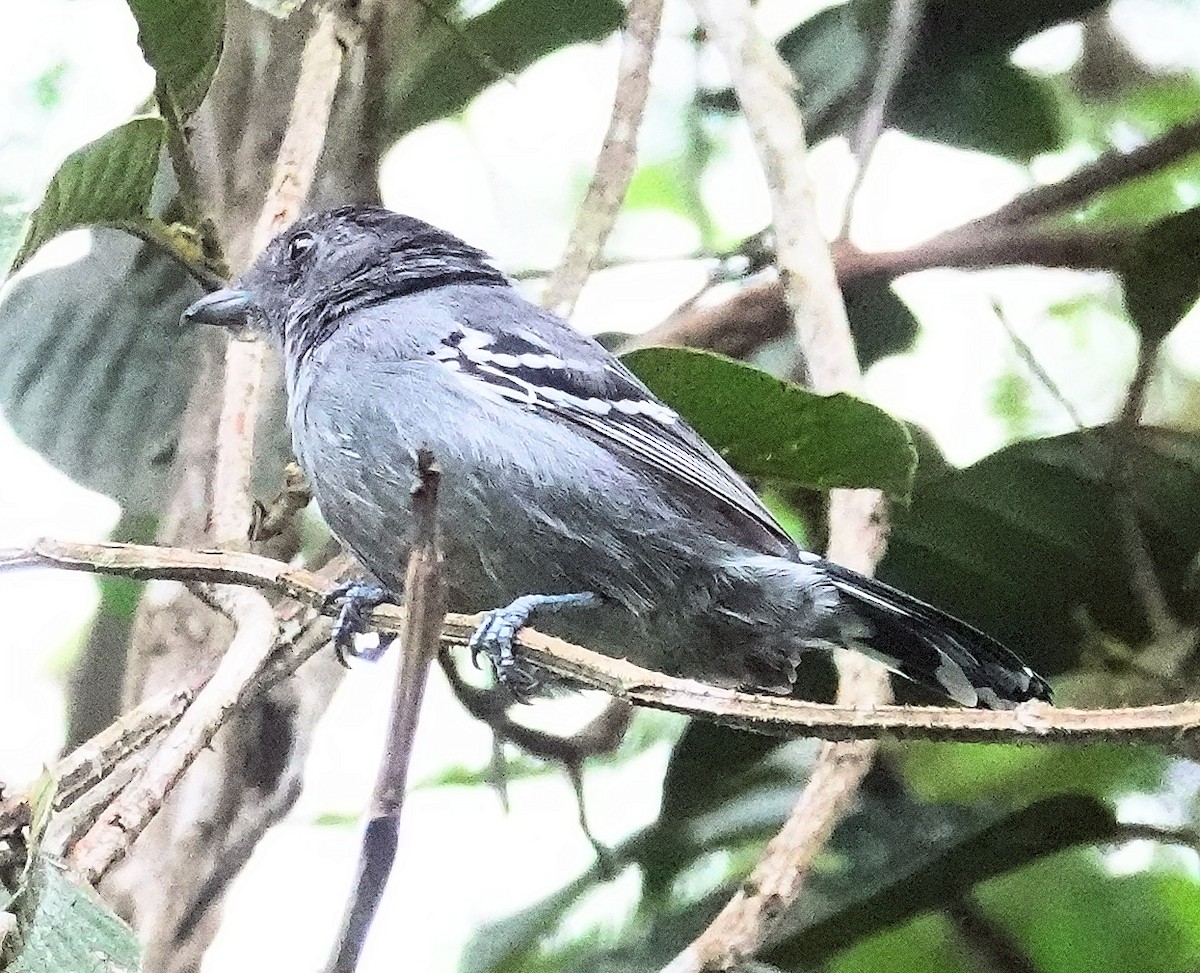 Variable Antshrike - Joey Kellner